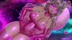 {18+} 🟢Live ASMR with Mommy Domme🟢🩷🩷Get ovvver here now!🩷🩷