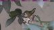 Live Hummingbird Nest Cam! Mommy Kiwi and her two babies!