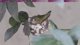 Hummingbird’s first baby hatched!! 24/7 Nest Cam! 