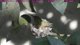 Hummingbird’s first baby hatched!! 24/7 Nest Cam! 