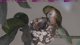 Live Hummingbird Nest Cam with NEW EXTRA ZOOM LENS!