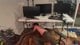RAWDOGGING MY DESK🌶️ALONE IN MY ROOM🌶 (UNTIL I FINISH)🌶️WHILE EVERYONE ELSE HAS FUN🌶️(ALL SO I CAN PLAY THIS STUPID HORSEGIRL GAME)