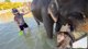🇹🇭PATTAYA ELEPHANT WASHING WITH @justketh 🥰