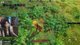 NEW SURVIVAL GAME, BUT RUNESCAPE? :D | @marymaybe !socials