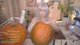 🧡 Carving Pumpkins 🧡 Halloween Stream 🧡 Boosette Cosplay 🧡 !socials 🧡