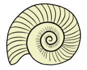 Ammonite
